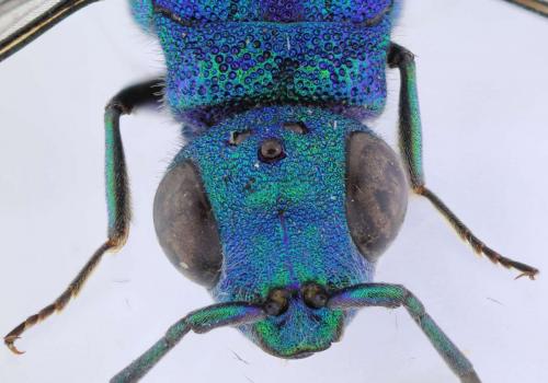 Réf. 229 465 : Chrysura refulgens